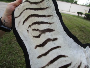 103" x 71" Authentic Zebra Skin Rug with Black Felt Backing, Grade B Quality - Buy this one for $994.99 (SHIPPED UPS SIGNATURE REQUIRED)