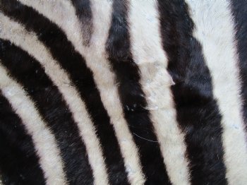 103" x 71" Authentic Zebra Skin Rug with Black Felt Backing, Grade B Quality - Buy this one for $994.99 (SHIPPED UPS SIGNATURE REQUIRED)