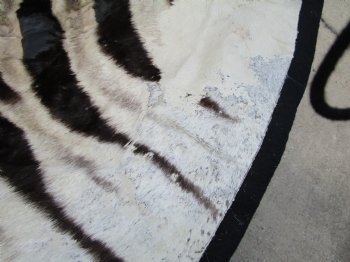 103" x 71" Authentic Zebra Skin Rug with Black Felt Backing, Grade B Quality - Buy this one for $994.99 (SHIPPED UPS SIGNATURE REQUIRED)