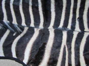 103" x 71" Authentic Zebra Skin Rug with Black Felt Backing, Grade B Quality - Buy this one for $994.99 (SHIPPED UPS SIGNATURE REQUIRED)