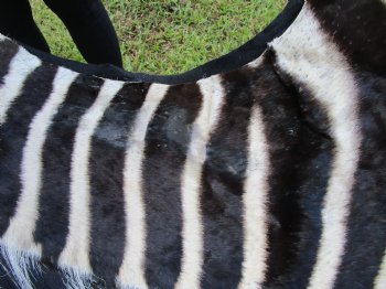 103" x 71" Authentic Zebra Skin Rug with Black Felt Backing, Grade B Quality - Buy this one for $994.99 (SHIPPED UPS SIGNATURE REQUIRED)