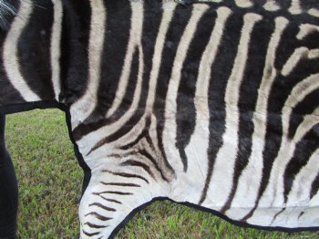 103" x 71" Authentic Zebra Skin Rug with Black Felt Backing, Grade B Quality - Buy this one for $994.99 (SHIPPED UPS SIGNATURE REQUIRED)