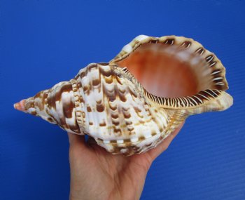 9 inches Atlantic Triton Trumpet Shell for Sale - Buy this one for $43.99