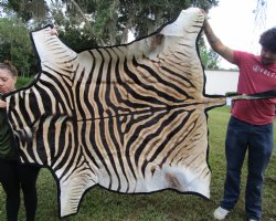 Authentic Burchelli Zebra Skin Rug with Black Felt Backing, Grade B Quality  72" x 70" - Buy this one for $994.99 (SHIPPED UPS SIGNATURE REQUIRED)