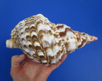 9 inches Atlantic Triton Trumpet Shell for Sale - Buy this one for $43.99