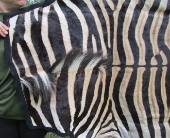 Authentic Burchelli Zebra Skin Rug with Black Felt Backing, Grade B Quality  72" x 70" - Buy this one for $994.99 (SHIPPED UPS SIGNATURE REQUIRED)
