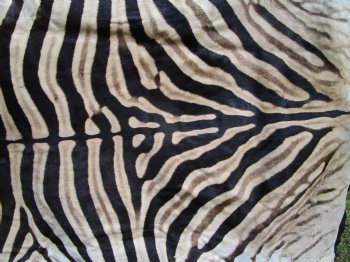 Authentic Burchelli Zebra Skin Rug with Black Felt Backing, Grade B Quality  72" x 70" - Buy this one for $994.99 (SHIPPED UPS SIGNATURE REQUIRED)