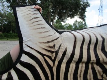 Authentic Burchelli Zebra Skin Rug with Black Felt Backing, Grade B Quality  72" x 70" - Buy this one for $994.99 (SHIPPED UPS SIGNATURE REQUIRED)