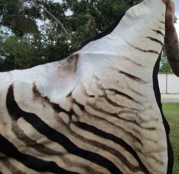 Authentic Burchelli Zebra Skin Rug with Black Felt Backing, Grade B Quality  72" x 70" - Buy this one for $994.99 (SHIPPED UPS SIGNATURE REQUIRED)