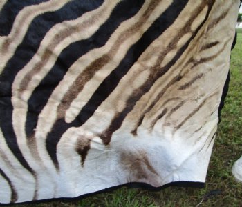 Authentic Burchelli Zebra Skin Rug with Black Felt Backing, Grade B Quality  72" x 70" - Buy this one for $994.99 (SHIPPED UPS SIGNATURE REQUIRED)