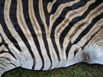 Authentic Burchelli Zebra Skin Rug with Black Felt Backing, Grade B Quality  72" x 70" - Buy this one for $994.99 (SHIPPED UPS SIGNATURE REQUIRED)
