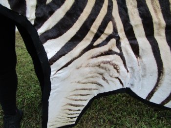 Authentic Burchelli Zebra Skin Rug with Black Felt Backing, Grade B Quality  72" x 70" - Buy this one for $994.99 (SHIPPED UPS SIGNATURE REQUIRED)