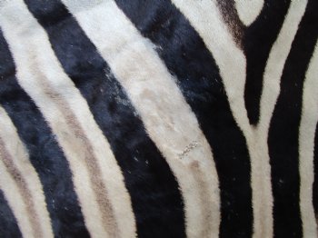 Authentic Burchelli Zebra Skin Rug with Black Felt Backing, Grade B Quality  72" x 70" - Buy this one for $994.99 (SHIPPED UPS SIGNATURE REQUIRED)