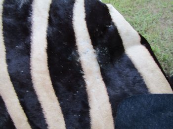 Authentic Burchelli Zebra Skin Rug with Black Felt Backing, Grade B Quality  72" x 70" - Buy this one for $994.99 (SHIPPED UPS SIGNATURE REQUIRED)