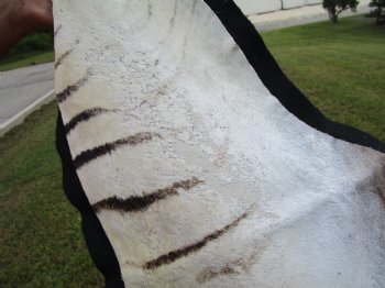 Authentic Burchelli Zebra Skin Rug with Black Felt Backing, Grade B Quality  72" x 70" - Buy this one for $994.99 (SHIPPED UPS SIGNATURE REQUIRED)