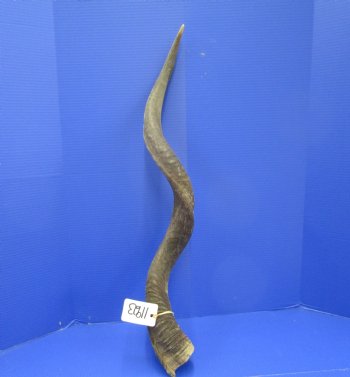 38 inches Kudu Horn (30 inches straight) - Buy this one for $94.99 (SHIPS UPS ONLY)