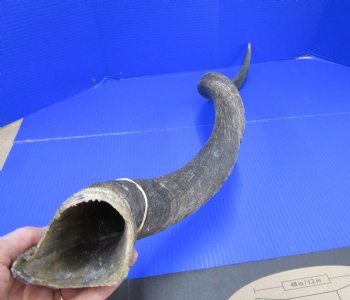 38 inches Kudu Horn (30 inches straight) - Buy this one for $94.99 (SHIPS UPS ONLY)