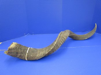 38 inches Kudu Horn (30 inches straight) - Buy this one for $94.99 (SHIPS UPS ONLY)