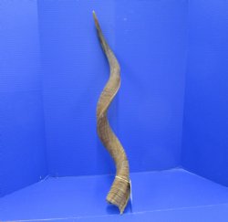 37 inches Kudu Horn (29 inches straight) - Buy this one for $94.99 (SHIPS UPS ONLY)