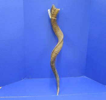 37 inches Kudu Horn (29 inches straight) - Buy this one for $94.99 (SHIPS UPS ONLY)