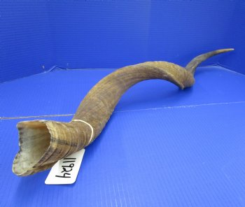 37 inches Kudu Horn (29 inches straight) - Buy this one for $94.99 (SHIPS UPS ONLY)