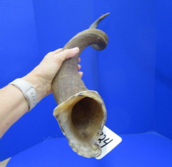 37 inches Kudu Horn (29 inches straight) - Buy this one for $94.99 (SHIPS UPS ONLY)