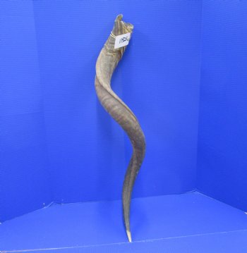 39 inches Kudu Horn (30-1/2 inches straight) - Buy this one for $94.99 (SHIPS UPS ONLY)