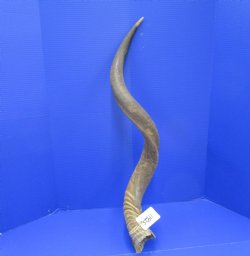 39 inches Kudu Horn (30-1/2 inches straight) - Buy this one for $94.99 (SHIPS UPS ONLY)