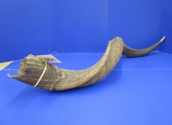 39 inches Kudu Horn (30-1/2 inches straight) - Buy this one for $94.99 (SHIPS UPS ONLY)