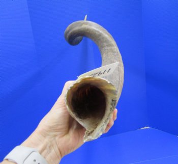 39 inches Kudu Horn (30-1/2 inches straight) - Buy this one for $94.99 (SHIPS UPS ONLY)