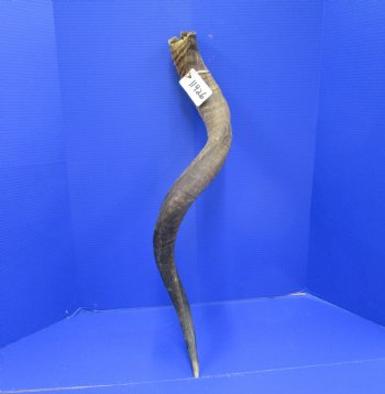 37 inches Kudu Horn (29 inches straight) - Buy this one for $94.99 (SHIPS UPS ONLY)