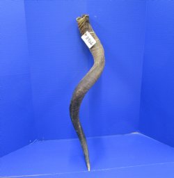 37 inches Kudu Horn (29 inches straight) - Buy this one for $94.99 (SHIPS UPS ONLY)