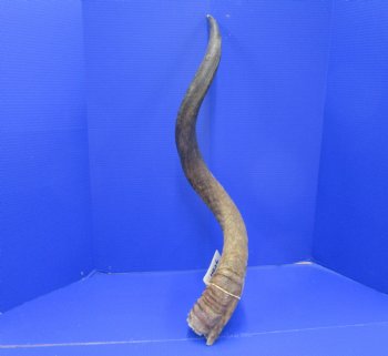37 inches Kudu Horn (29 inches straight) - Buy this one for $94.99 (SHIPS UPS ONLY)