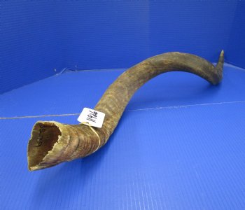 37 inches Kudu Horn (29 inches straight) - Buy this one for $94.99 (SHIPS UPS ONLY)