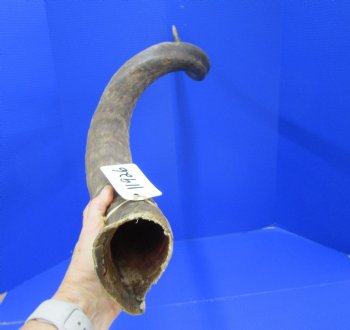 37 inches Kudu Horn (29 inches straight) - Buy this one for $94.99 (SHIPS UPS ONLY)