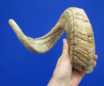 27-1/2 inches Extra Large African Merino Ram, Sheep Horn  for $32.99