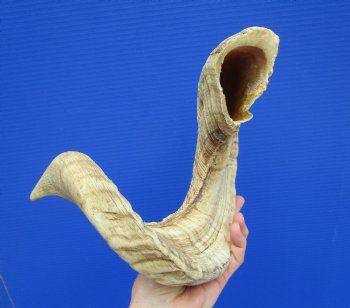 27-1/2 inches Extra Large African Merino Ram, Sheep Horn  for $32.99