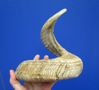 27-1/2 inches Extra Large African Merino Ram, Sheep Horn  for $32.99