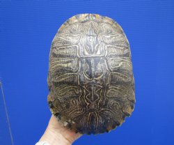 9-1/2 x 7 inches Large Red Eared Slider Turtle Shell - Buy this one for $34.99