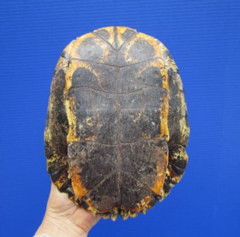 9-1/2 x 7 inches Large Red Eared Slider Turtle Shell - Buy this one for $34.99