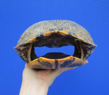 9-1/2 x 7 inches Large Red Eared Slider Turtle Shell - Buy this one for $34.99
