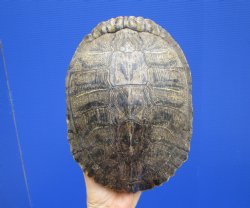 9-3/8 x 7 inches Large Red Eared Slider Turtle Shell - Buy this one for $34.99