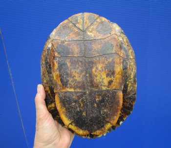 9-3/8 x 7 inches Large Red Eared Slider Turtle Shell - Buy this one for $34.99