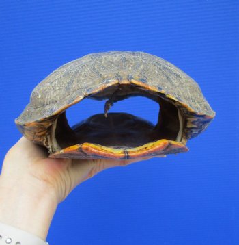 9-3/8 x 7 inches Large Red Eared Slider Turtle Shell - Buy this one for $34.99
