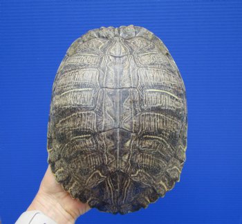 9-1/4 x 7 inches Large Red Eared Slider Turtle Shell - Buy this one for $34.99