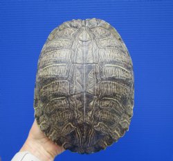 9-1/4 x 7 inches Large Red Eared Slider Turtle Shell - Buy this one for $34.99