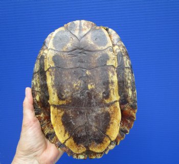 9-1/4 x 7 inches Large Red Eared Slider Turtle Shell - Buy this one for $34.99