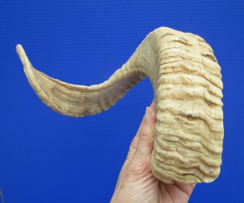 22 inches African Merino Ram, Sheep Horn for $26.99