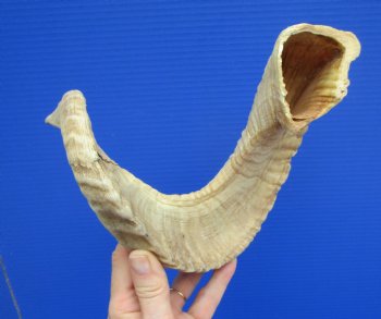 22 inches African Merino Ram, Sheep Horn for $26.99