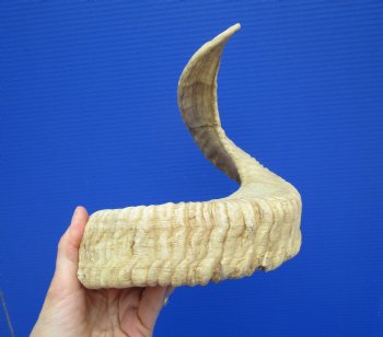 22 inches African Merino Ram, Sheep Horn for $26.99